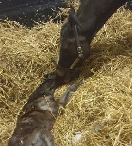 Foaling Picture